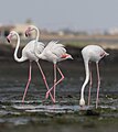 96 Flamant rose Thyna009 uploaded by ArionStar, nominated by El Golli Mohamed,  8,  0,  0