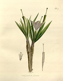 <i>Nanuza plicata</i> species of plant