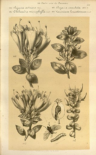 <i>Demosthenesia</i> Genus of plants