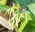 Prosthechea cochleata Common Name: Black Orchid the national flower of Belize