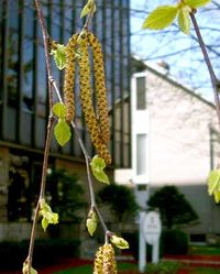 Flowering male catkins of paper birch.jpg