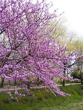 Flowering of Cercis siliquastrum in the 'Parco delle Valli' urban park, Aniene Valley Natural Reserve, Rome