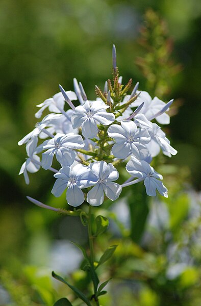 File:Flowers in Addo.JPG