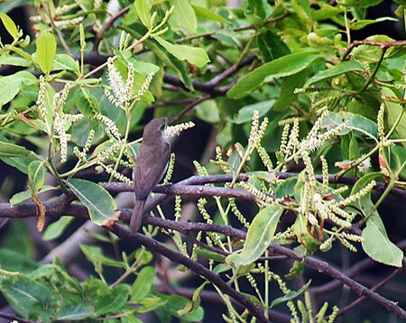 ไฟล์:Flowers_with_Sykes's_warbler_I_IMG_1880.jpg