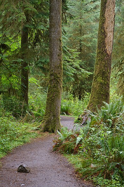 File:Forks WA Trail in Hoh Forest.JPG