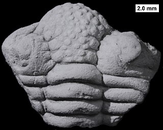 <i>Frammia</i> genus of trilobites