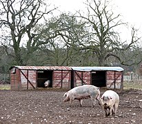Free-range pigs south of Young Plantation - geograph.org.uk - 1732625.jpg