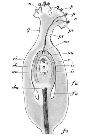 Flor: Definición, Partes da flor, Polinización