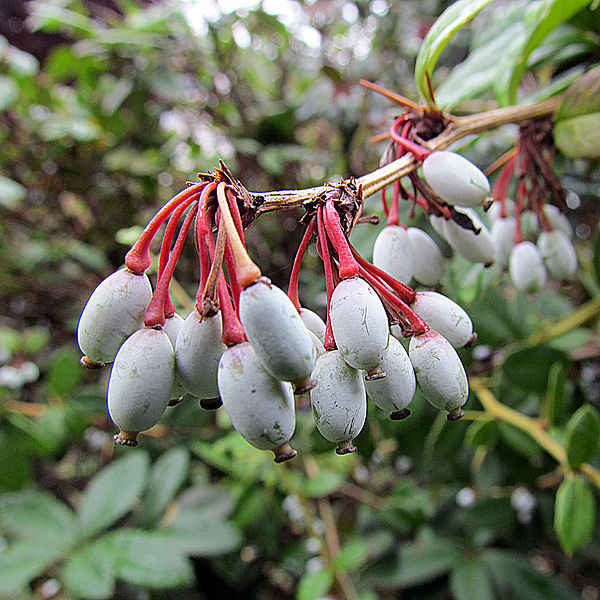 File:Fruits of Berberis julianae.jpg