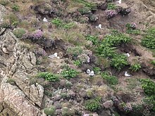 Nests in County Mayo, Ireland Fulmarus glacialis -Erris Head, County Mayo, Ireland -nests-8.jpg