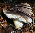 Tricholoma portentosum