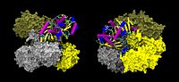 Vorschaubild für Glycerinaldehyd-3-phosphat-Dehydrogenase