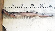 Thumbnail for African sawtail catshark