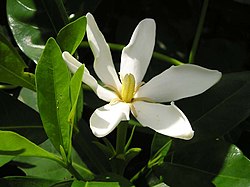 Gardenia jasminoides1MTFL.jpg