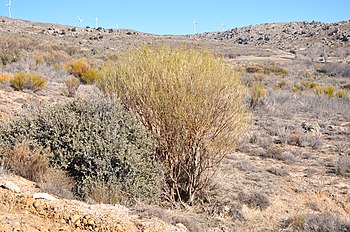 Genista cinerascens