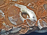 Fossilized shell of the Devonian ammonoid cephalopod Manticoceras Gephuroceratidae - Manticoceras species.JPG