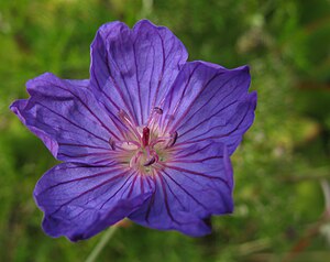 Geranium incanum 9154s.jpg