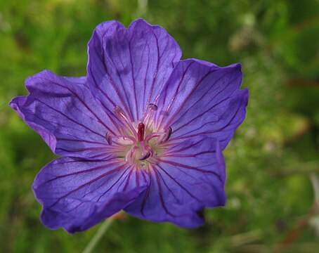 Geranium incanum, like most geraniums and pelargoniums, sheds its anthers, sometimes its stamens as well, as a barrier to self-pollination. This young flower is about to open its anthers, but has not yet fully developed its pistil.