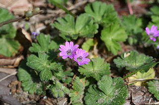 <i>Geranium molle</i> Geranium molle