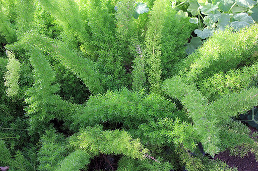 Gfp-asparagus-fern