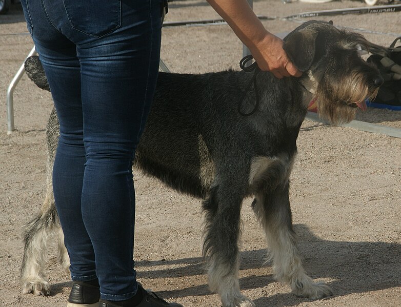 File:Giant Schnauzer Salt and Pepper 2.jpg