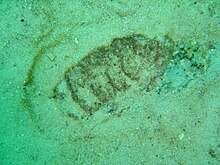 Raksasa chiton ("Dinoplax gigas"} di Windmill Beach, cape Town, di False Bay