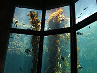 Giant kelp in Monterey Bay Aquarium's Kelp Forest exhibit