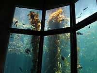 Tảo bẹ khổng lồ Macrocystis ở thủy cung Monterey Bay Aquarium, Mỹ