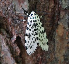 Giant leopard moth 20050612 173823 1.1300x1210.jpg