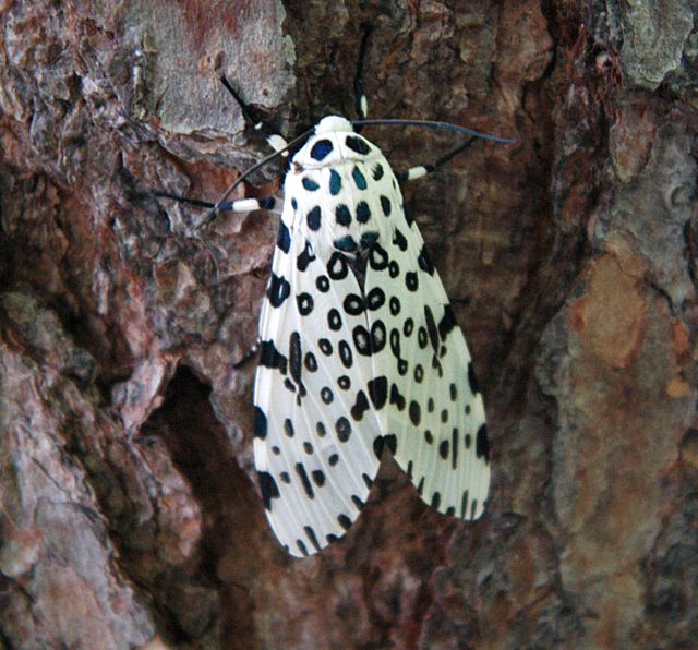 Description de l'image Giant leopard moth 20050612 173823 1.1300x1210.jpg.