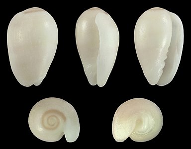 Gibberula miliaria