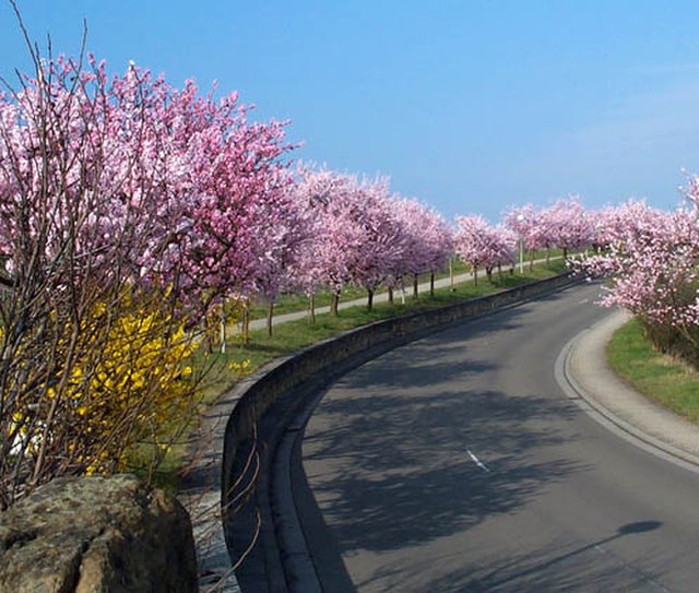 Almond blossom near Gimmeldingen
