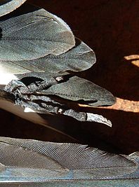 Oriental Pratincole (Glareola maldivarum), Northern Territory, Australia