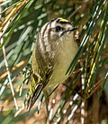 Thumbnail for File:Golden-crowned kinglet in Central Park (14443).jpg