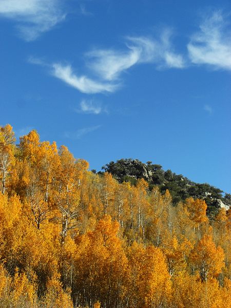 File:Golden aspen and clouds - Flickr - pellaea.jpg