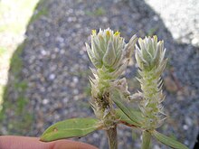 Pubescent stem and inflorescence of Gomphrena celosioides Gomphrena celosioides flowerhead3 (14646694313).jpg