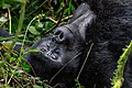 * Nomination: Mountain gorilla (Gorilla beringei beringei), Bwindi Impenetrable National Park, Uganda --Poco a poco 07:33, 3 June 2024 (UTC) * Review all are a bit dark --Charlesjsharp 10:32, 4 June 2024 (UTC)  Brightened (along with the one of the right) --Poco a poco 16:22, 7 June 2024 (UTC)