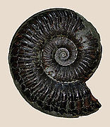 Grammoceras thouarcense (Ammonitida)