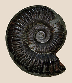 Fossil of the Early Jurassic ammonoid Grammoceras thouarsense
