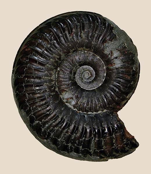 File:Grammoceras thouarcense 01.JPG