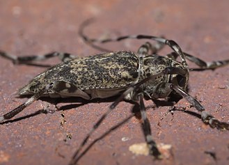 Graphisurus fasciatus, size: 12.6 mm Graphisurus fasciatus P1310481b.jpg