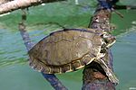 Thumbnail for Pearl River map turtle