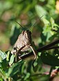 Anacridium aegyptium (Acrididae) Egyptian grasshopper