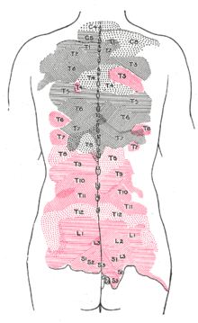 Lumbar Nerves Wikipedia