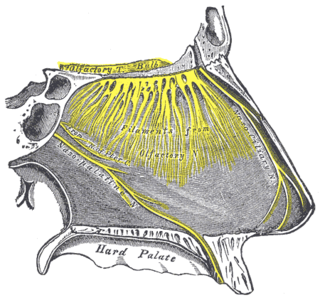 Nasopalatine nerve