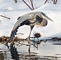 * Nomination Great blue heron in the Central Park LochI doing some strange yoga pose --Rhododendrites 22:27, 24 February 2021 (UTC) * Promotion Good quality. --Bgag 00:41, 25 February 2021 (UTC)