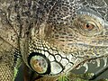 Captive male iguana