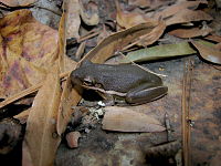 American green tree frogs vary in color. Green treefrog1 edited.JPG