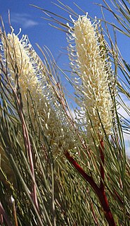 <i>Grevillea candelabroides</i> Species of plant in the family Proteaceae endemic to Western Australia