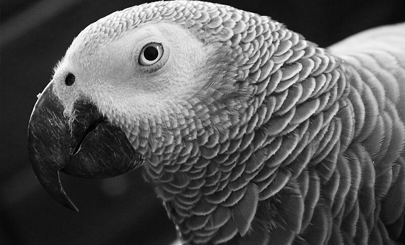 File:Grey parrot, black and white portrait.jpg